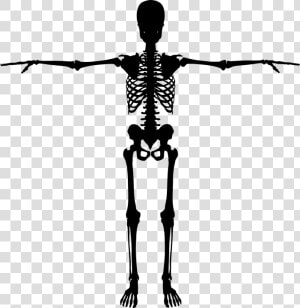 Bones  Dead  Figure  Halloween  Human  People  Person   Silhouette Skeleton Png  Transparent Png