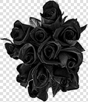  black  rose  roses  buquet   Transparent Black Rose  HD Png Download