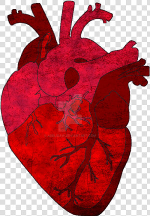 Heart Transparent Human  Picture   Human Heart Png Transparent  Png Download