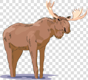 Free Moose Clipart   Realistic Moose Clipart  HD Png Download