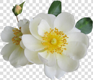 Rosa Blanco De Luto Transparente  HD Png Download