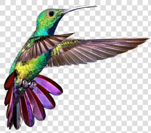  colibri  colors  HD Png Download