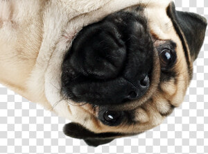 Png Pug Jpg Freeuse Stock   Pugs Png  Transparent Png