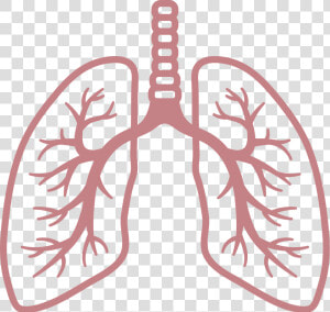 Lungs Png   Lung Png  Transparent Png