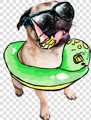 Drawn Transparent Summer Pug   Summer Dog Transparent  HD Png Download