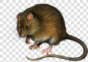 Mouse  Rat Png Image   Rat Png  Transparent Png