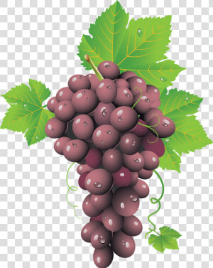 Red Grapes Png Image   Grape Clusters Png  Transparent Png