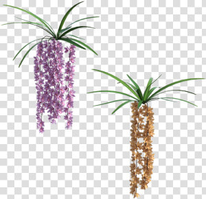 Houseplant  HD Png Download