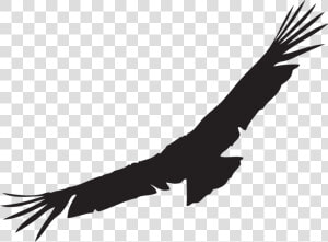 We Love The California Condor   Condor Png  Transparent Png