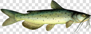 Catfish Png  Transparent Png