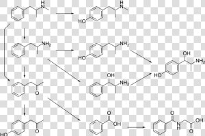 Graphic Of Several Routes Of Methamphetamine Metabolism  HD Png Download