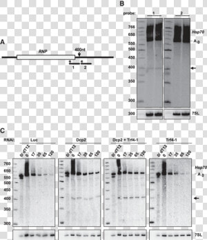 An Intermediate Of 3 ′ Decay Accumulates Upon Knockdown  HD Png Download