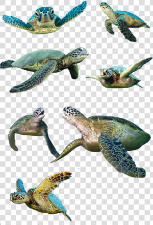 Turtle Isolated Water Turtle Free Photo   Baby Sea Turtles Transparent Background  HD Png Download