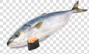 Hamachi Fish  HD Png Download