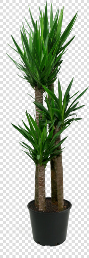 Houseplant  HD Png Download