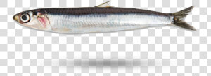 Anchovy   Anchovies Png  Transparent Png