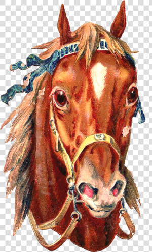 Cabeza De Caballo Tatuaje  HD Png Download