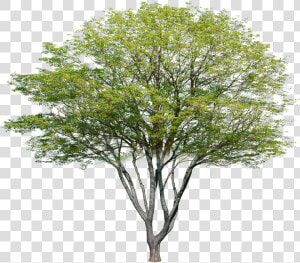 Transparent Photoshop Tree Png   Multi Stem Tree Photoshop  Png Download