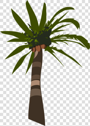 Palm  Tree  Plant  Tropical  Coconuts   Palm Tree Clip Art  HD Png Download