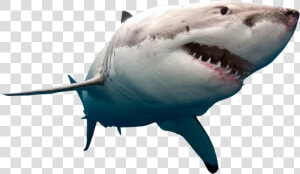 Shark Swimming Png Image   Great White Shark No Background  Transparent Png