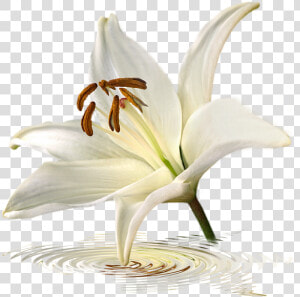 Avalanche Lily  HD Png Download