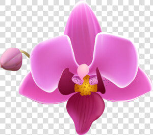 Purple Orchid Png    Orchid Flower Png  Transparent Png