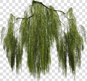 Willow Tree Png   Weeping Willow Tree Png  Transparent Png