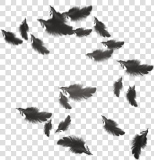 Transparent Plumas Png   Black Feathers Floating Png  Png Download