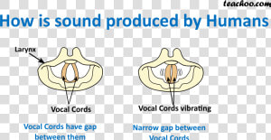 How Is Sound Produced By Humans   Vocal Cords Produce Sound  HD Png Download