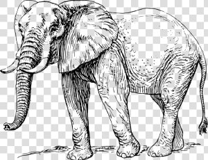 Elephant Animal Mammal Free Photo   Elephant Black And White  HD Png Download