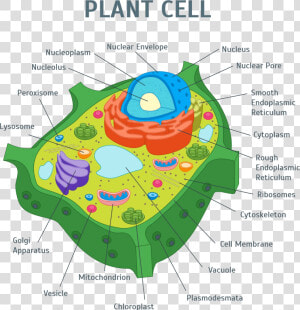 Plant Cell Png   Plant Cell Organelles  Transparent Png