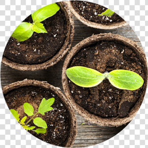 Soilplant widget   Seed Growing In A Pot  HD Png Download