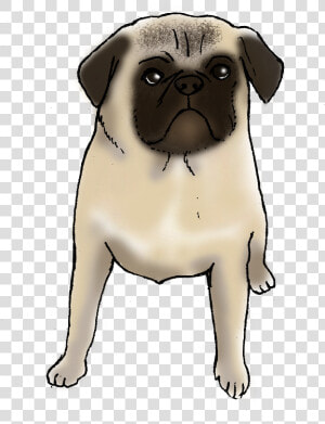 Charlie The Pug Is A Good Dog   Pug  HD Png Download