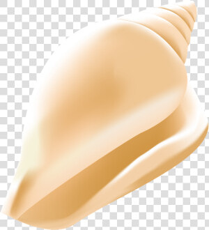 Transparent Conch Shell Clipart  HD Png Download