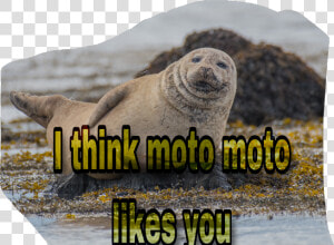 Scseal Seal Moto Freetoedit   Animal Prompts  HD Png Download