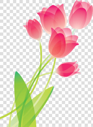 Drawing Coffee Tulip   Drawing Of Flowers Tulip  HD Png Download