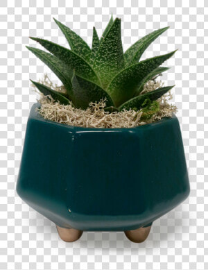 Gold Footed Haworthia Planter   Flowerpot  HD Png Download