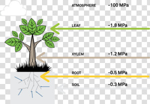 Water Potential  What Is Water Potential  Water Potential   Soil Water Potential  HD Png Download