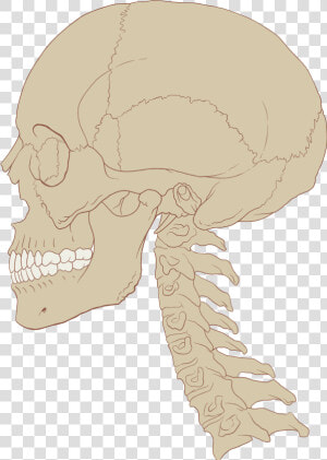 Skull And Cervical Spine  HD Png Download