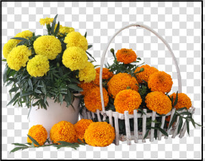 English Marigold  HD Png Download