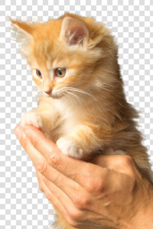 Cute Fluffy Orange Kitten  HD Png Download