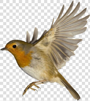 Robin Png Free Pic   Robin Bird Wings  Transparent Png