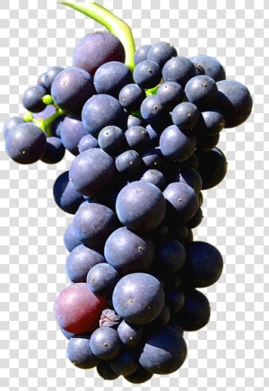 Illustration Isolated Grapes Henkel Grape   Grapes Isolated  HD Png Download