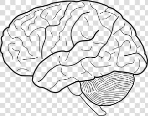 Brains Clipart Clear Background   Brain Line Drawing  HD Png Download