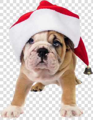 Clip Art Pet Santa Hat   Dog With Santa Hat  HD Png Download