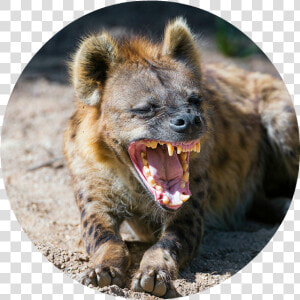 Cheetah Predators   Png Download   Hungry Hyena  Transparent Png