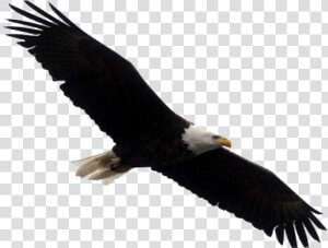 Bald Eagle Png Transparent Images   Bald Eagle Blank Background  Png Download