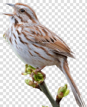 Sparrow Png   Sparrows Png  Transparent Png