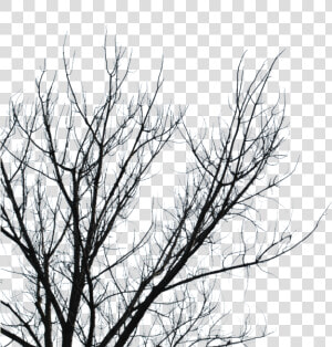 Download Dry Branches Png Clipart Branch Tree Sky Leaf   Cherrykastock Branches  Transparent Png