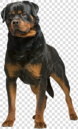 Rottweiler Dog Png Clipart   German Shepherd Dog  Transparent Png